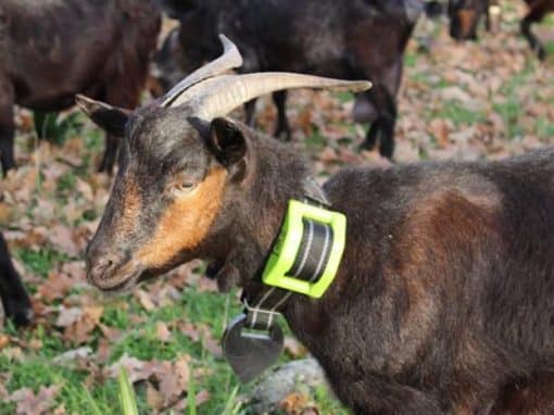 recoger Lijadoras Recomendado Localizador GPS para cabras | El Batall